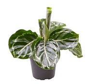 Calathea roseopicta Green baby plant Plants Almost Paradise Berlin
